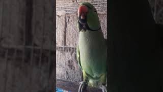 #greenparro #greenparr #wayralshorts #porrot #parrothome #greenparot #parrotlover #talkingparot