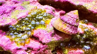 Explained: Common Ways To Combat Bubble Algae (Without Using Snake Oil On Your Reef Tank)