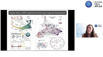 Tracing and perturbing cell lineages in human brain organoids