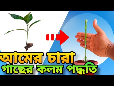 Mango grafting new technique //আম গাছের কলম করার নতুন পদ্ধতি।