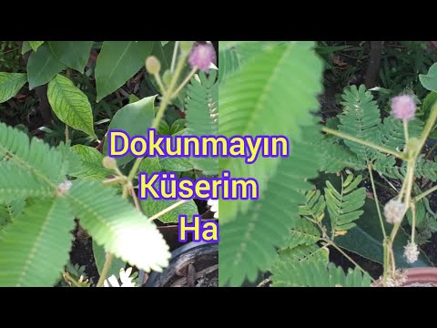 Video: Utangaç Mimoza (47 Fotoğraf): Tohumlardan Büyüyen, Evde Bir çiçeğe Bakmak. Kapalı Mimoza Pudica Nasıl çoğalır?