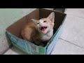 子猫の黄色がトイレに行くときに邪魔される Kitten yellow is disturbed when going to the toilet