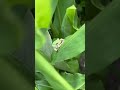 脱皮だと思いますが皮を見たことはありません😅(2024/08/08) #アマガエル