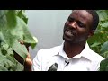Kilimo Chetu: Hydroponics, farming using nutrient-rich water solutions