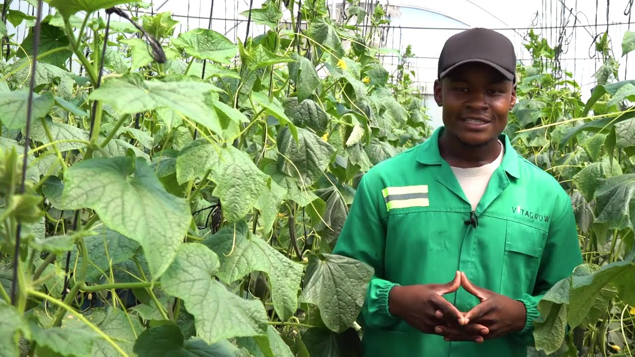 Килимо Чету: гидропоника, земледелие с использованием богатых питательными веществами водных раст...