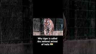 Why Tiger Is Called The National Animal Of India