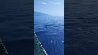 Dolphins Swimming Alongside a Boat