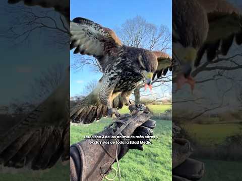 Animales CARÍSIMOS de la EDAD MEDIA