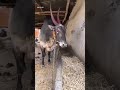 #highspeed #pp #hori #ranebennurkaraja #227 #bull #karnataka #rnr #raja #runmachine #bull#4k #video