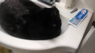 Felix Chillin In The Sink
