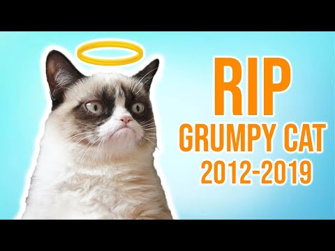 Grumpy Cat Has Passed Away