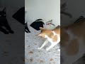 cute cat every animals tiger snake kangaru peacock rabbit #viral #video #shorts