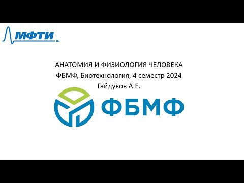 Лекция 6, 07.03.24, Гайдуков А.Е., Анатомия и физиология человека