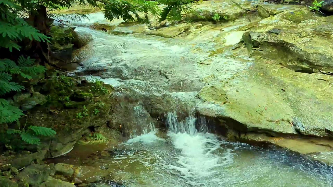 Forest River Sounds with Soft Birds - Peaceful Background for Sleep & Calm