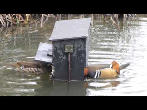 Mandarin Duck Feeder Youtube