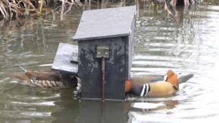 Mandarin Duck Feeder