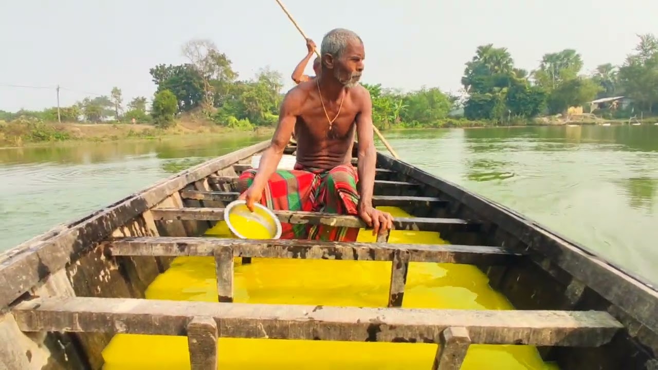 পুকুরে ক্যালসিয়াম ছড়ানো হচ্ছে!যাতে গাড়িতে মাছ লোড করার সময় মাছের ক্যালসিয়াম ঠিকঠাক থাকে!