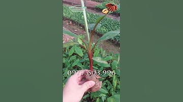 Chuyen Cung Cấp Giống Chuối Đỏ DACCA Cấy Mô Sạch Bệnh Chất Lượng Cao #làmgiàu #làmvườn
