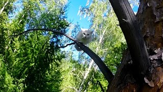 Киса Сама Себе На Уме