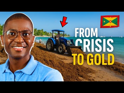 Grenada’s Seaweed Crisis Turned Commodity: The $200B Bioproduct Opportunity