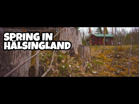 Easter in Hälsingland with Herring, BBQ and kolbulle #sweden #hälsingland #travel #swedishfood