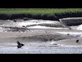 Eagle Takes Down Great Blue Heron