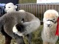 アルパカの鳴き声　Alpaca 20100418