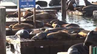 舊金山漁人碼頭39碼頭的海獅The Zalophus (Sea lion) at Pier ... 