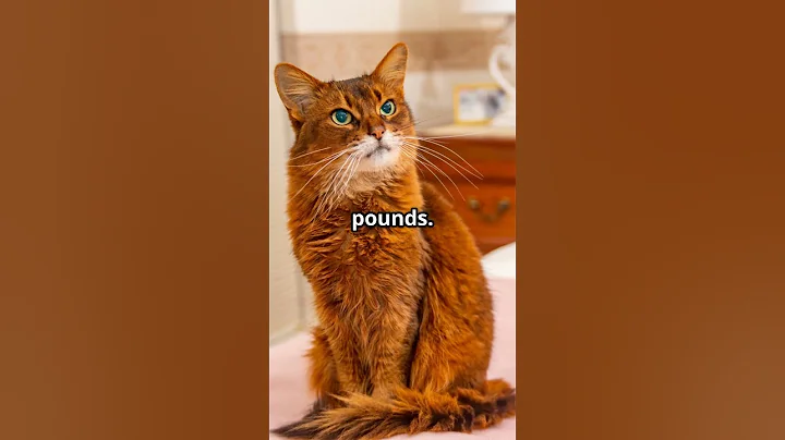 Video 9083391: cat pets, havana brown cat