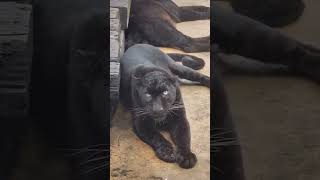 Black Panther Attack Vs Tiger Attack