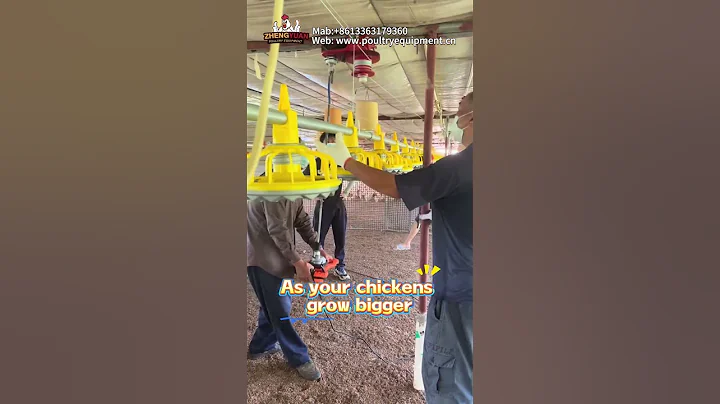 Automatic feeding system #poultry #chicken #farm