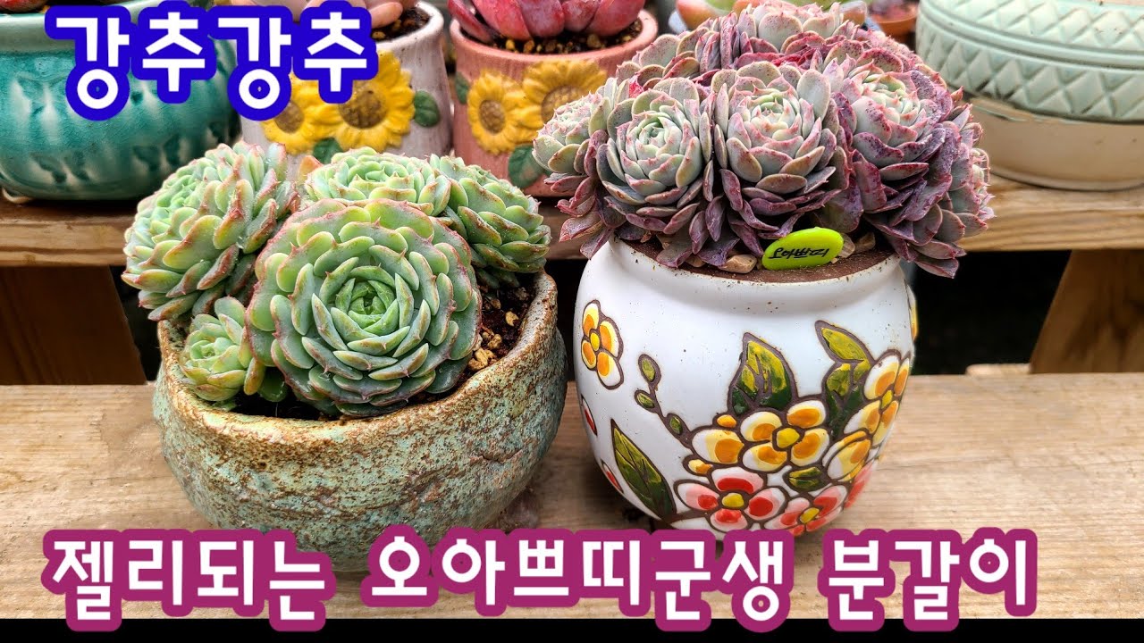 젤리되는 오아쁘띠군생  키워요 ~~  생장점 잴리 되어요💕