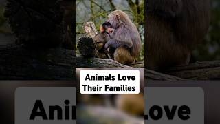 Unexpected Love
Elephants visit the gravesites of their family members, and cats can learn to cuddle with their doggy friends. And these are just two examples of a remarkable body of evidence that animals feel love – often unexpected love – just like us. #Love
-
The Simple Heart on Substack - Subscribe to Wayne Hsiungs newsletter to learn more about the #RightToRescue at https://simpleheart.org! Unexpected Love