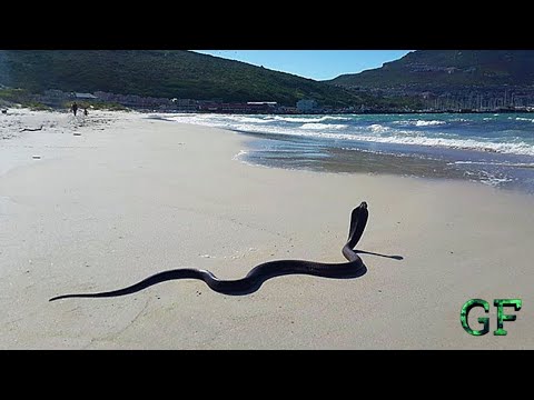 Wideo: 17 Wspaniałych Widoków, Które Definiują Plaże Fortu Myers I Sanibel