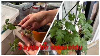 Kasımpatı Çiçeği Nasıl Çoğaltılır 3 Ayda Bir Saksı Oldu