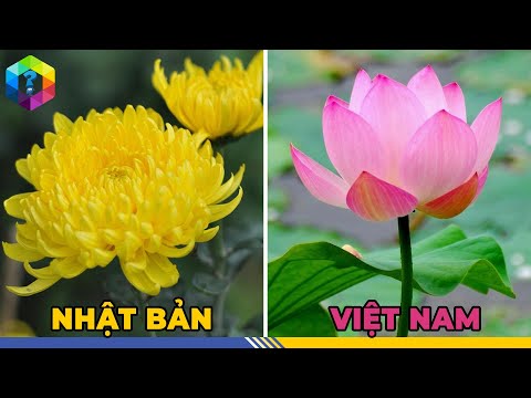 Video Giãi Mã Ý Nghĩa Bí Ẩn QUỐC HOA Của Việt Nam Và Các... - youtube