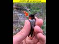 এই পাখির কষ্ট কাদবেন😭 ২ || #hammingbird #shorts #shortvideo #animals