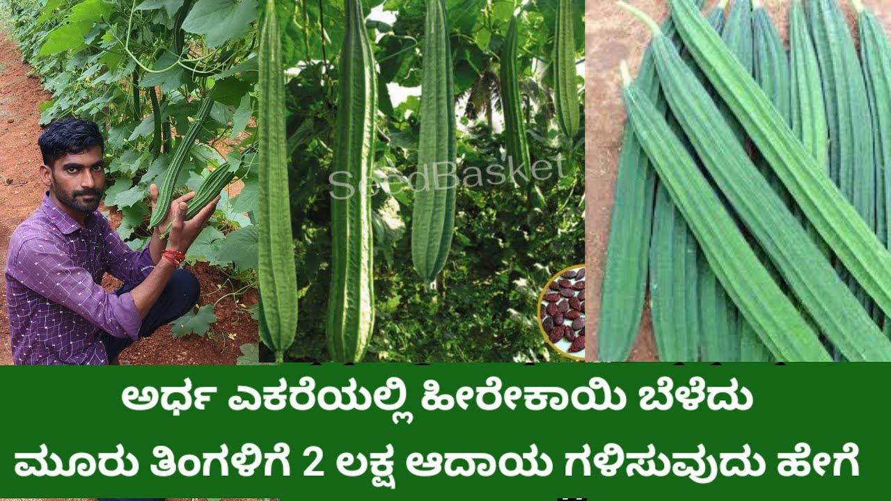 hirekayi ಬೆಳೆ | ಹೀರೇಕಾಯಿ ಬೆಳೆದು ಆದಾಯ ಗಳಿಸುವುದು ಹೇಗೆ? |