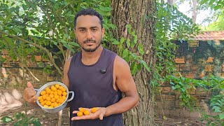 Cajazinho, uma fruta maravilhosa que lembra o passado de muita gente 