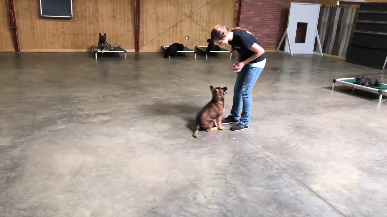 video phone beyonce mp3 Super Cute Trick Puppy 11 Wk 