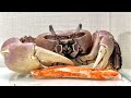 Crab stick and crab