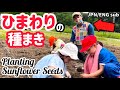 【国際ファミリー】ヒマワリのたね【山奥暮らし】