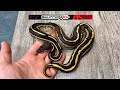 1.0 BlackHead Leopard Mojave Yellowbelly Het Clown 300g