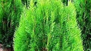 Download Lagu Lagu Anak | Cemara MP3