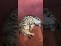 Cat is sleeo.. #cat #cats #catvideos #catshorts #catlife #catholic #shortvideo #youtube #shortsfeed