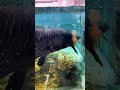 Time Shapes the Elegance of Arhats - Embrace Zen Wisdom