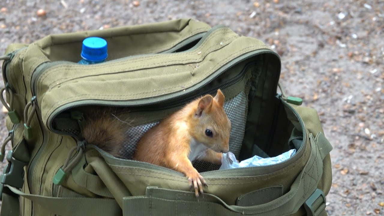 Белка нашла ничей рюкзак. Июль 2023 / The squirrel found my backpack. July 2023