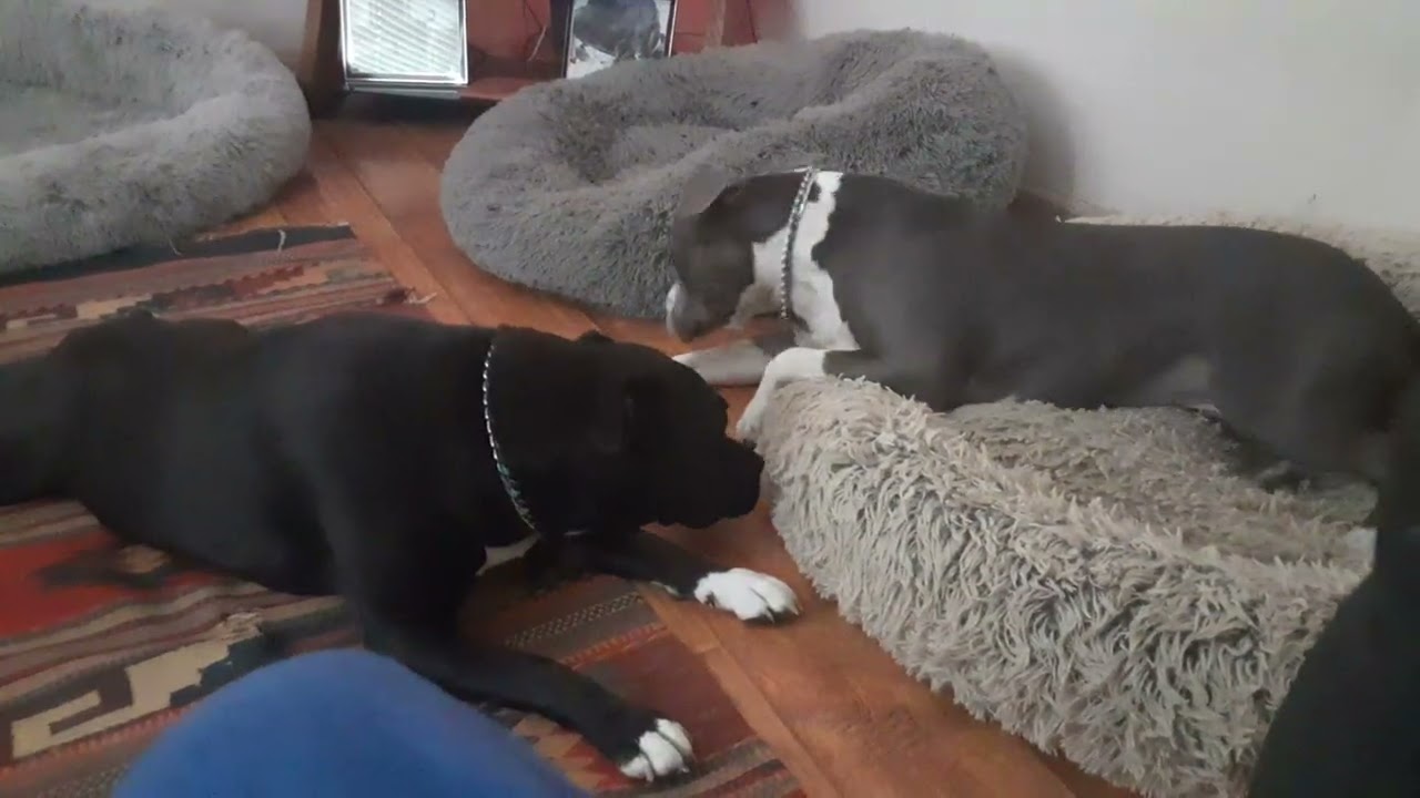 Gypsy n Raine ❤️🐾, Gypsy gtooming Raine.