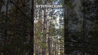 В БУЗУЛУКСКИЙ БОР ПРИШЛА ВЕСНА #реки #Россия #подписка #гитарист