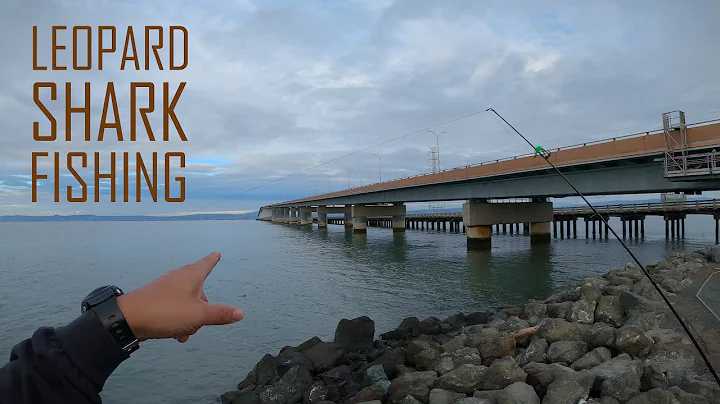 Leopard Shark Fishing At Bridgeview Park (San Mateo Bridge) Foster City, CA | ITGETSREEL Episode 78